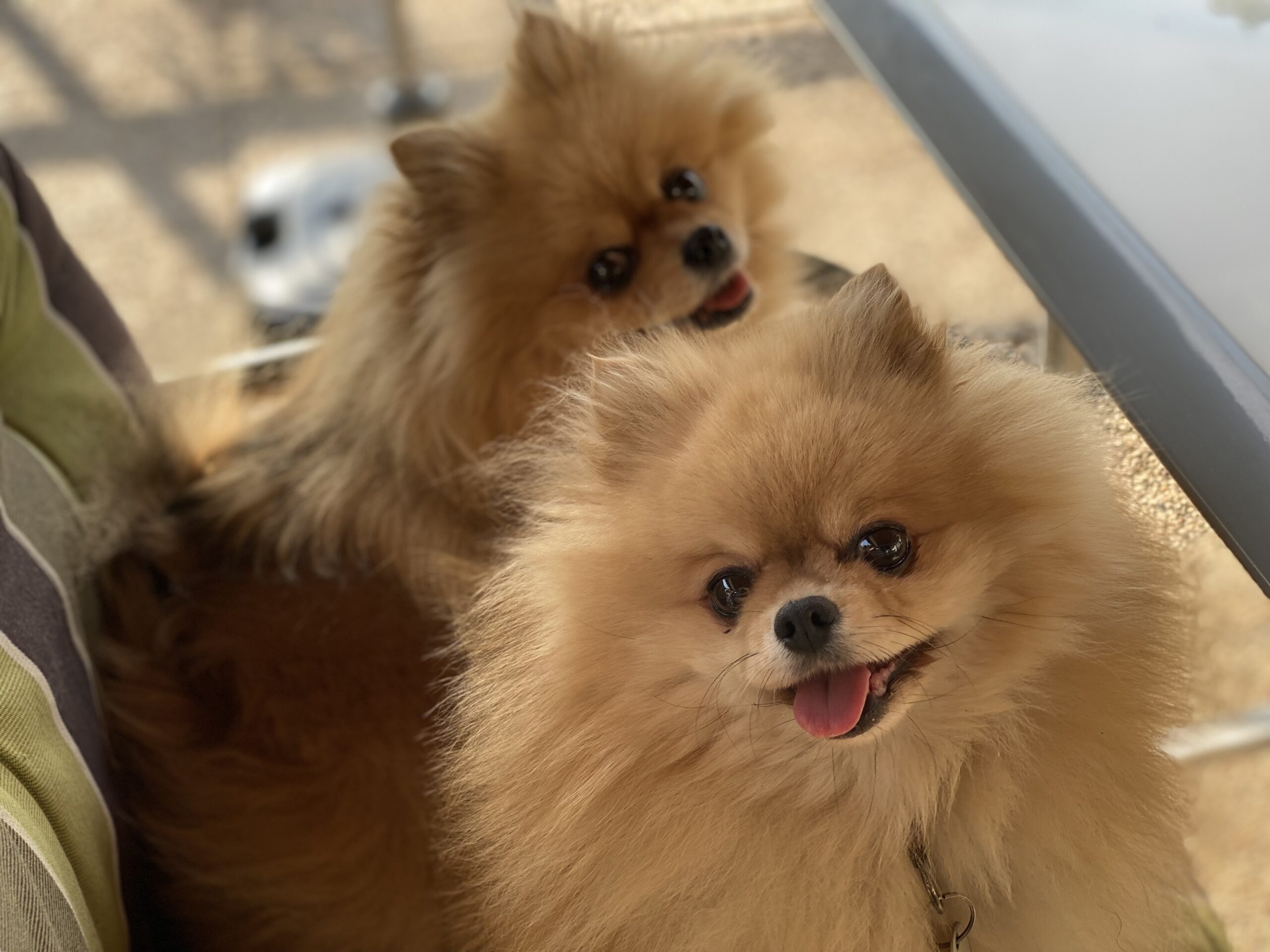 Skylar und Lexi - PetSpotter