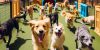 Hundespielplätze: Oasen der Freude und sozialen Interaktion für Ihren Vierbeiner