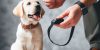Tiertraining: Schlüssel zur Harmonie zwischen Mensch und Tier